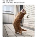 낭만고양이 이미지