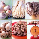 건강요리 - 얼큰한 버섯전골 만드는 방법~ 버섯전골 레시피 이미지