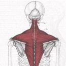 * 근막통 증후군 (승모근) 이미지