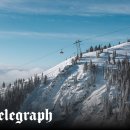 Beauty in Dog's 이미지