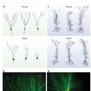 Re: Neural plasticity in the ageing brain - nature 리뷰 이미지