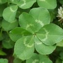 한잎클로버 이미지