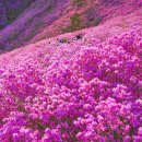 대기철쭉꽃마을 이미지