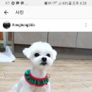 상콤발랄헬로퍼피