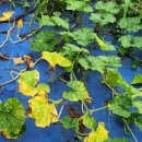 행복한 은혜농장 이미지