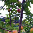 애프리코트(APRICOT) 이미지