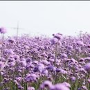 '사계절 보랏빛'..신안군 퍼플섬서 '버들마편초 꽃축제' 이미지