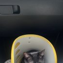 제천 그레이스 동물병원 이미지