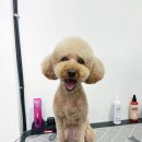 하루가다르개 이미지