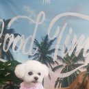 강아지 미용실 이미지