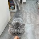 CH동물병원 이미지