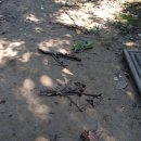 금파초교 이미지