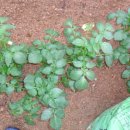 예담농장 이미지