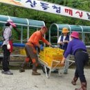 산들청 매실농장