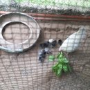 시암농장 이미지