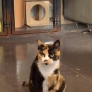 청주고양이입양지원센터 애니멀공화국 | 청주 고양이 카페 청주고양이 입양지원센터 애니멀공화국 청주 가볼 만한 곳