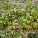 복안농장 이미지