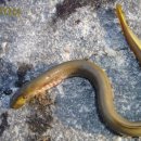 칠성장어 이미지