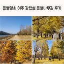 은행 | 은행명소 여주 강천섬 은행나무길 후기