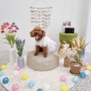 까까,봄 이미지