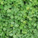 네잎클로버 이미지