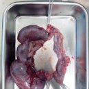 수성 메트로 동물병원 이미지