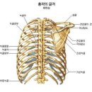 건강한 어깨는 70% 이상의 건강보증서다 이미지