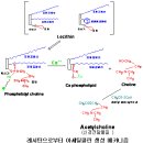 계란 콜레스테롤 두려워하지 말라 이미지