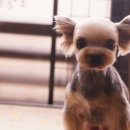 펫살롱모우 이미지