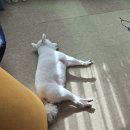 215 | 강아지 동반 가능:) 까사 드 215 숙박 후기🐕