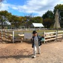 대암목장 | 울산 언양 포니랜드 양 먹이주기 체험 부산 근교 국내여행 아이와 가볼 만한 곳 양떼목장