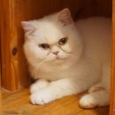 집사의하루 강남점 이미지