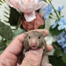 패러그린샵 명지점 이미지