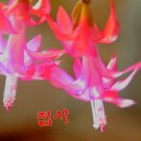 개발선인장 이미지