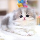 뽀송캣 | 먼치킨고양이분양 건강한 냥이를 만날 수 있었던 캣프렌즈