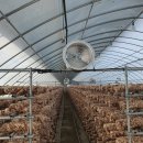 유동농장 이미지