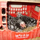 신기부화장 이미지