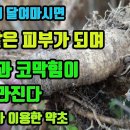 구릿대-심근경색, 뇌졸중을 예방하며, 중풍과 마비증상에 탁월, 늘 머리가 아프고, 어지러운 증상을 치료하며, 피부 미백효과, 비염등 기 이미지