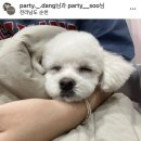 파티가는 댕댕이 이미지