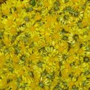 행복이 피어나는 카페 이미지