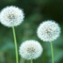 민들레약국 이미지