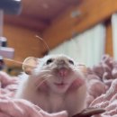 샴푸요정