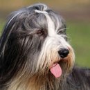 애견백과 - 비어디드 콜리 (Bearded Collie) 이미지