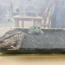 애니멀 스쿨-타이거 리자드🦎, 팩맨 개구리, 청개구리🐸, 일본 두꺼비 이미지