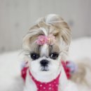 안나 제니 펫샵 이미지