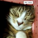 개꿈꾸는 고양이 이미지