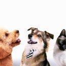 은빛동물병원 이미지