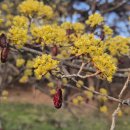 황금오리알 이미지