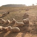 KIM&KIM FARM 이미지