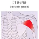 쇄골 주변 근육 이미지